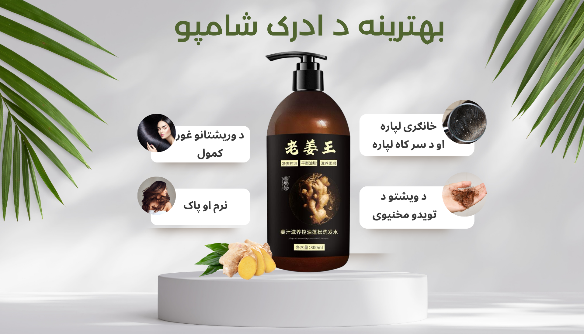 Ginger King Shampp Banner